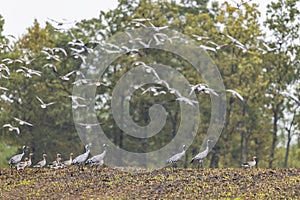 Flock of birds, Common Crane, migration in Hortobagy National Park, UNESCO World Heritage Site, Puszta is one of largest meadow