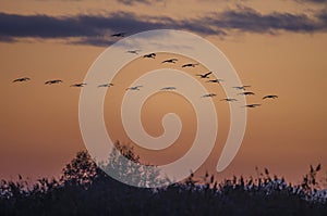 Flock of birds, Common Crane, migration in Hortobagy National Park, UNESCO World Heritage Site, Puszta is one of largest meadow