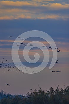 Flock of birds, Common Crane, migration in Hortobagy National Park, UNESCO World Heritage Site, Puszta is one of largest meadow photo