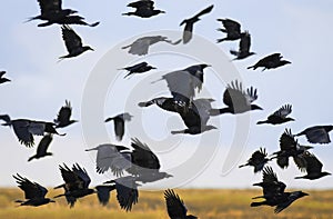 Flock of black birds crows and rooks fly flock over plem in autumn against blue sky