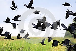 Flock of black birds crows and rooks fly flock over plem in autumn against sky