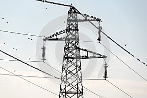 Flock of birds on current pylons