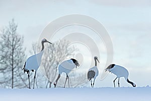 Flock birds dancing. Flying White birds Red-crowned crane, Grus japonensis, with open wing, blue sky with white clouds in backgrou