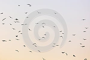 A flock of birds at dawn