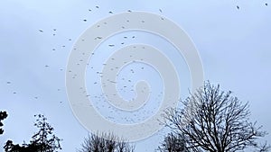 Flock of birds at dusk, huge flock of many birds fling overhead into distance