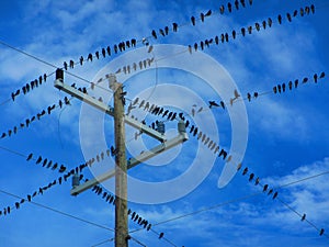 Flock of birds on electrical wires