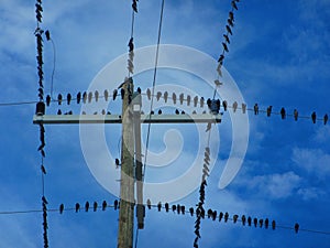 Flock of birds on a electrical wires