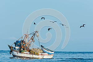 Flock of birds and fishing boat in the peruvian coast at Piura P