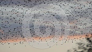 A flock of birds flies against the background of the evening sky and sunset.