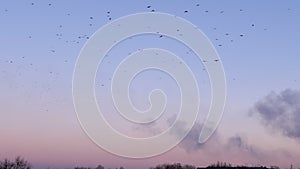 Flock of Birds Flies in a Blue Sky over Skyline of the Old City at Sunset.