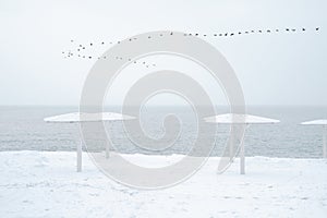 A flock of birds flies over the sea bay during a snowfall in winter.