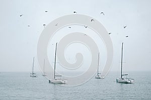 A flock of birds flies over the yachts in the sea.