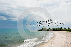 Flock of birds flies before the storm over the lake