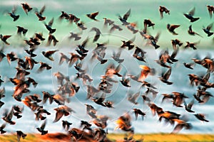 Flock of birds photo