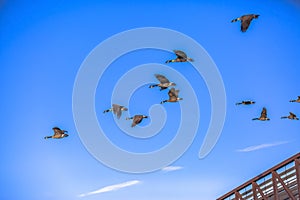 Flock of birds in flight against sky over a bridge