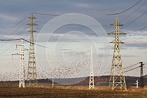 Flock of birds flight aroud electrical poles