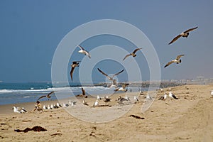Flock of birds in flight at the beach with blue sky and ocean waves
