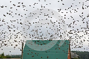 Flock of Birds in Flight