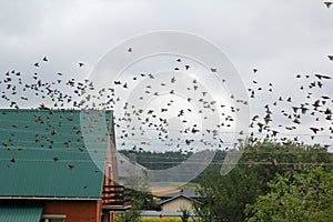 Flock of Birds in Flight