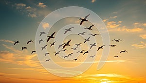 Flock of Birds in Flight at Sunset