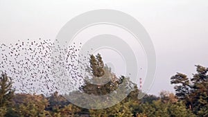 A flock of birds flutters overhead.Spontaneous movement of a huge mass of birds.