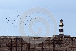 A flock of birds fly close to iconic striped Seaham lighthouse