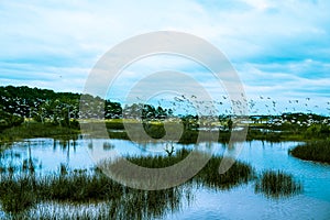 Flock of birds fly over south carolina low country marsh on cloudy day