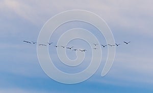 A flock of birds fly south on a blue sky