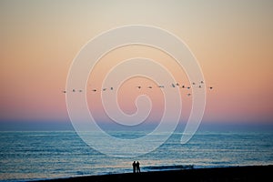 A flock of birds fly at sunset at Diamond beach ,Iceland