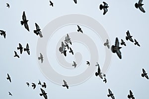 Flock of birds flying