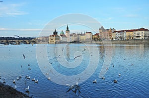 Flock of birds flying above the lake near the shore with Strelecky Island in Prague in background photo