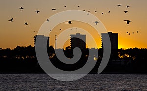 Flock of birds flying above the `Ofir` towers at sunset. photo