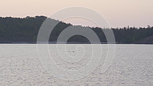 Flock of birds flying above sea at sunrise