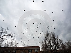 Flock of Birds Flying Against Overcast Sky