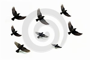 Flock of birds flying through the air together in formation on white background. Generative AI