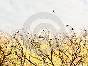 Birds Flying On Tree Branches In The Sunset