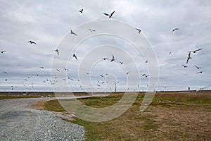 A flock of birds are flying around the grass on the roadside in Iceland