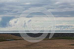 A flock of birds are flying around the grass on the roadside in Iceland