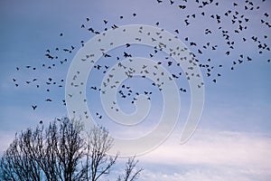 A flock of birds flying away