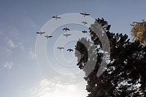 A flock of birds flying away against the blue sky