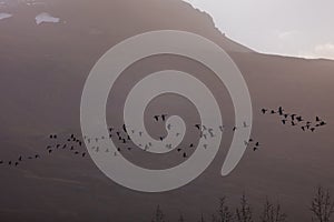 Flock of birds flying away against a misty mountain