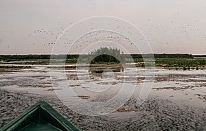 Flock of birds flying away, Danube Delta, Romania
