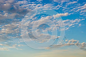 Flock of birds flying on beautiful cloudy sky