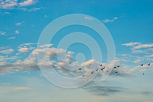 Flock of birds flying on blue sky with white clouds