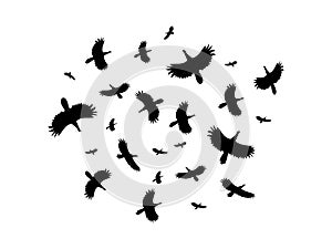 A flock of birds flying in a circle on a white background.