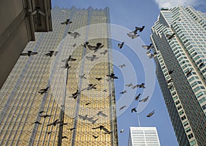 Flock of birds flying in a city