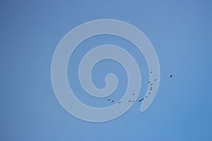 Flock of birds flying in clear blue sky. Flight concept. Group of birds in sky. Animal migration concept.