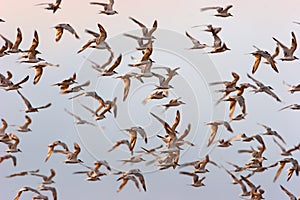 FLOCK OF BIRDS FLYING AT DAWN