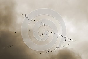 Flock of birds flying in formation