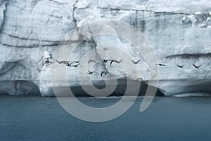 Flock Of Birds Flying In Front Of A Massive Wall Of Ice At Margerie Glacier, Glacier Bay National Park,